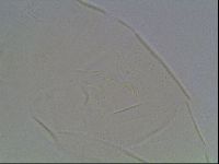 Echiniscus knowltoni image