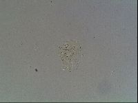 Echiniscus knowltoni image