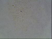 Echiniscus knowltoni image