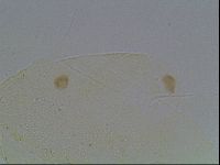 Echiniscus knowltoni image