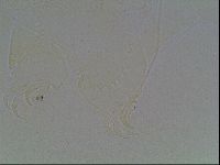 Echiniscus knowltoni image