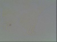Echiniscus knowltoni image