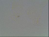 Echiniscus knowltoni image