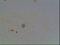 Echiniscus knowltoni image