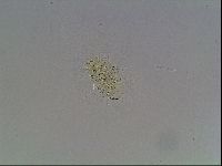 Echiniscus knowltoni image