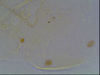 Echiniscus knowltoni image