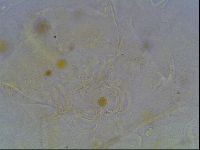 Echiniscus knowltoni image