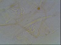 Echiniscus knowltoni image