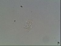 Echiniscus knowltoni image