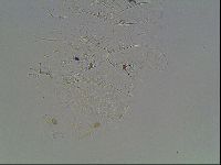 Echiniscus knowltoni image