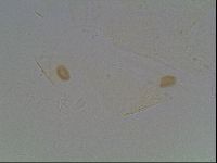 Echiniscus knowltoni image