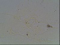 Echiniscus knowltoni image