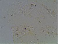 Echiniscus knowltoni image