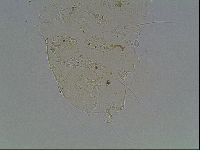 Echiniscus knowltoni image