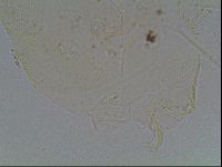 Echiniscus knowltoni image