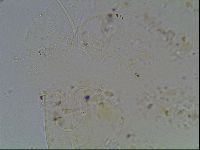 Echiniscus knowltoni image