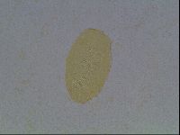 Echiniscus kofordi image