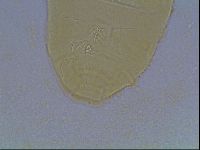 Echiniscus kofordi image