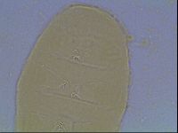 Echiniscus kofordi image