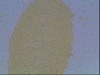 Echiniscus kofordi image