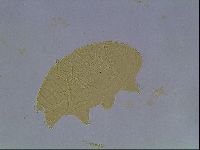 Echiniscus kofordi image