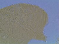 Echiniscus kofordi image