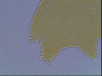 Echiniscus kofordi image
