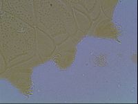 Echiniscus kofordi image