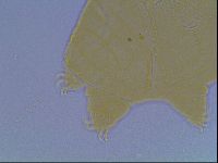Echiniscus kofordi image