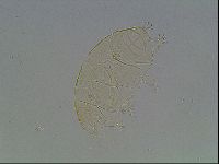 Echiniscus kofordi image