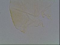 Echiniscus kofordi image