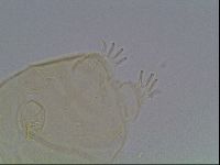 Echiniscus kofordi image