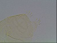 Echiniscus kofordi image