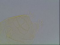 Echiniscus kofordi image