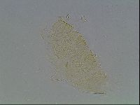Echiniscus kofordi image