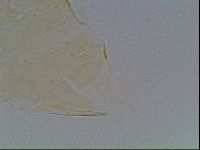 Echiniscus kofordi image