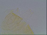 Echiniscus kofordi image
