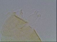 Echiniscus kofordi image