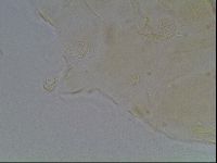 Echiniscus kofordi image