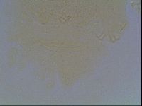 Echiniscus kofordi image