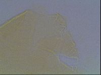 Echiniscus kofordi image