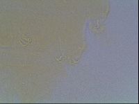 Echiniscus kofordi image