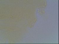Echiniscus kofordi image