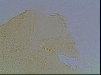 Echiniscus kofordi image