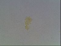 Echiniscus kofordi image