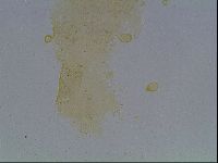 Echiniscus kofordi image