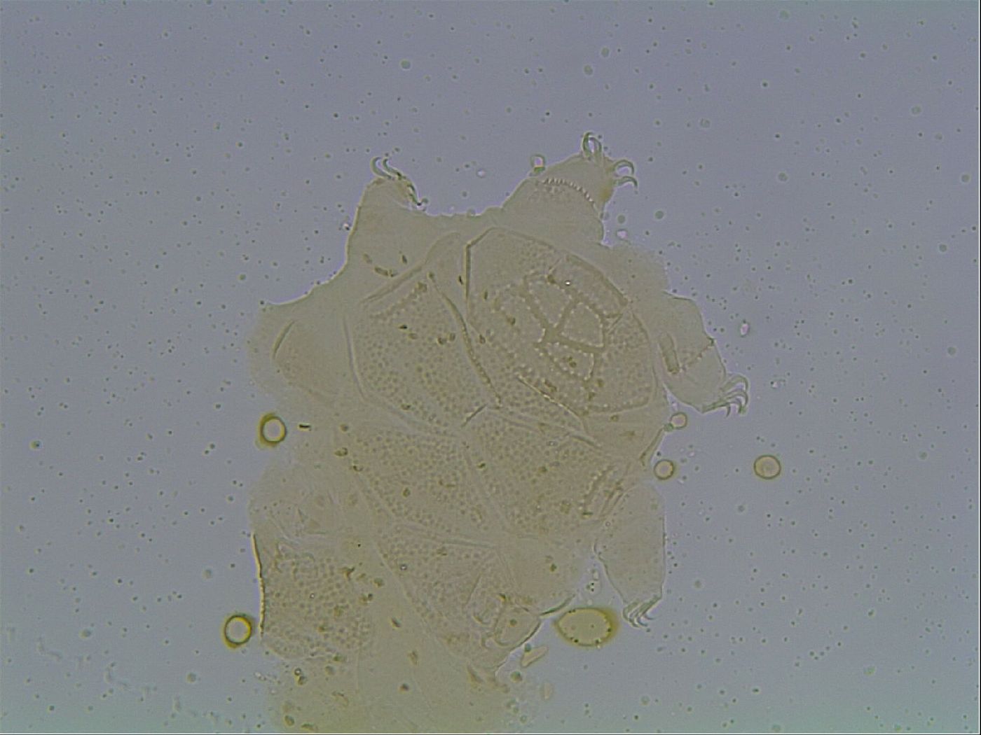 Echiniscus kofordi image