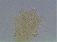 Echiniscus kofordi image