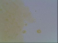 Echiniscus kofordi image