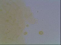Echiniscus kofordi image
